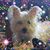 Connie Rizo's profile image