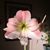 Verna Pringle's profile image