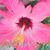 Carolyn Holland Callender's profile image