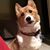 Marie L Permorelli's profile image
