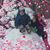 Stephanie Peterson Bettis's profile image