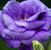 Cynthia St. Germain's profile image