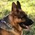 Samson Von Calvo's profile image