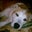 Nathan LaPlaine's profile image
