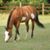 Mimi Roberti Ferrarin's profile image