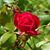 Jory Bamvakais's profile image