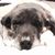 Zeki Koehler's profile image