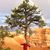 Donna Boness's profile image