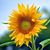 Maria Lindberg Savini's profile image