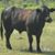 John Arntz's profile image
