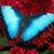 Grace E. Martino's profile image