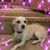 Amy Schultz's profile image