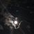 Bonnie Joy Fedele's profile image
