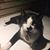 Dana Lee Harris's profile image