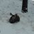 Lisa Noreau's profile image
