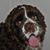 Sonny Roy's profile image
