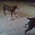 Sheila Larson Couchman's profile image