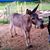 Dawn Brokaw's profile image