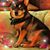 Kriss Hassebrock's profile image