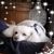 Sis Fladd's profile image