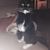 Carole Williamson Lach's profile image