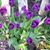Brenda Gibson's profile image
