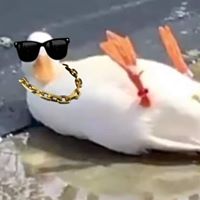 Jessie Rae's profile image