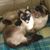Peggy Sue Anderson's profile image