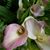 Lokelani Rosehill's profile image