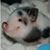 Sergei Pochtovyi's profile image