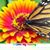LaCole Craig's profile image