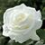 HL Runion Sr.'s profile image