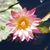 Sarah Klapper-Lehman's profile image