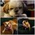 Cynthia Crose Saunders's profile image