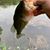 Brad Phillips's profile image