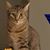 Nashwa Shalaby's profile image