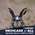 Melody Kitchens's profile image