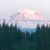 Rhonda Fortner's profile image