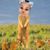 Day Mir Cat's profile image