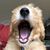 Divina Arpino Ageitos's profile image