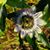 Mary Snow's profile image