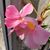 Leota Mary DeVicaris's profile image