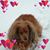 Tony Carosino's profile image