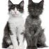 PRASHANT K.'s profile image