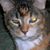 Lisa Mousseau's profile image