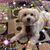 Traci Mishler Odom's profile image