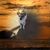 Sonia Chacon's profile image