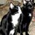 Nancy A. Danylieko's profile image