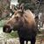 Susan Gromlovits Morris's profile image