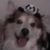 Anthony J DAteno's profile image